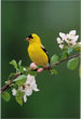 CLICK for info | Male American Goldfinch