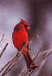 CLICK for info | Male Northern Cardinal