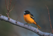CLICK for info | Northern Oriole