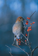 CLICK for info | Pine Grosbeak with Berries