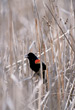 CLICK for info | Red-Winged Blackbird