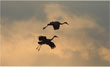 CLICK for info | Sandhill Cranes in Flight