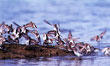 CLICK for info | Shorebirds on Sandbar