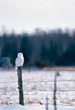CLICK for info | Snowy Owl