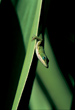CLICK of info | Green Anole