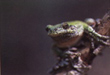 CLICK of info | Green Tree Frog