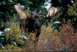 CLICK for info | Bull Moose in Willows