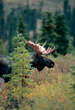 CLICK for info | Bull Moose behind Spruce