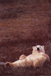 CLICK for info | Polar Bear