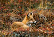 CLICK for info | Red Fox