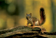 CLICK for info | Red Squirrel