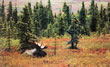 CLICK for info | Resting Moose