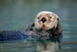 CLICK for info | Sea Otter