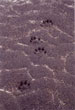 CLICK for info | Wolf Tracks