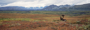 CLICK for info | Caribou panorama