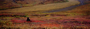 CLICK for info | Fall Grizzly Bear panorama