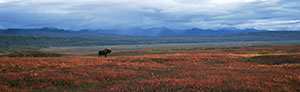 CLICK for info | Last Light Denali Moose panorama