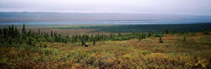 CLICK for info | Moose on the Tundra panorama