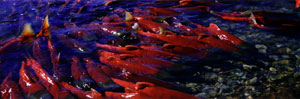 CLICK for info | Sockeye Salmon panorama