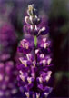 CLICK for info | Lupine