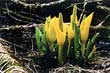 CLICK for info | Skunk Cabbage