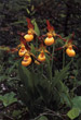 CLICK for info | Yellow Lady Slipper group